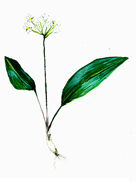 File:Allium ursinum.jpg