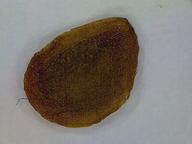 File:Lilium bulbiferum seme 1.jpg