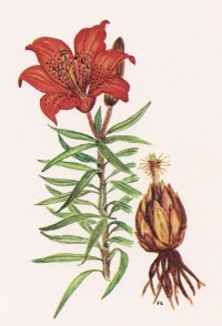 Lilium bulbiferum.jpg