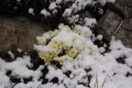 Gli ultimi rigori dell'inverno attanagliano i primi candidi fiori