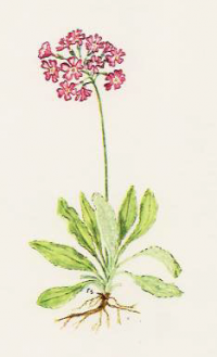 Primula farinosa.png