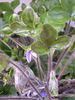 Anemone Hepatica (7).jpg