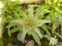Leontopodium Alpinum.JPG