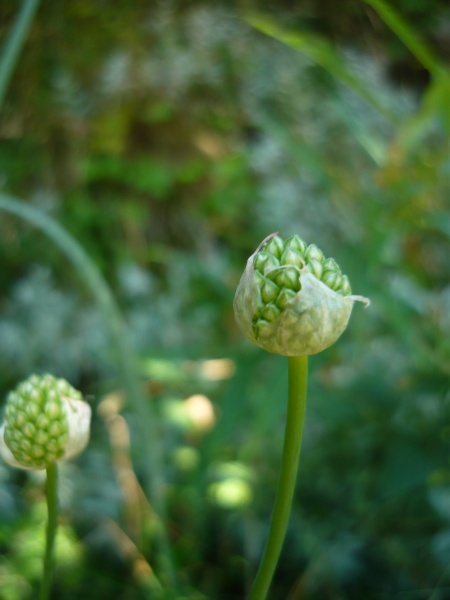 File:Allium carinatum1.JPG