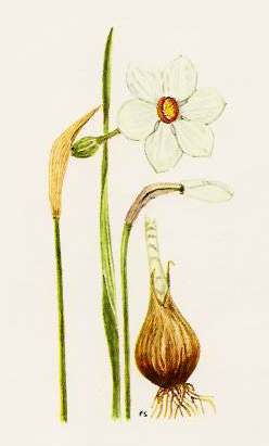File:Narcissus poeticus.png