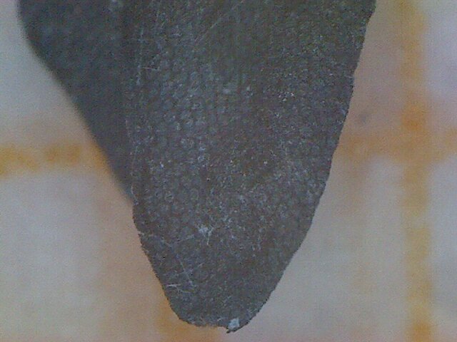 File:Allium sphaerocephalum seme 3.jpg