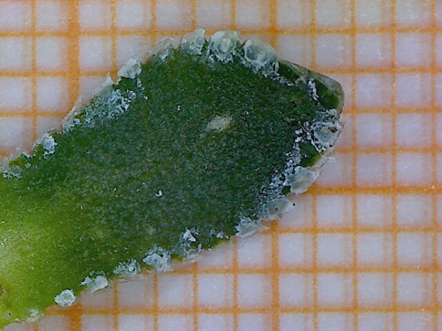 File:Saxifraga crustata foglia 4.jpg