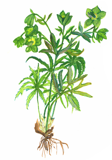 File:Helleborus viridis.jpg
