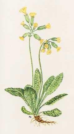 File:Primula officinalis.png