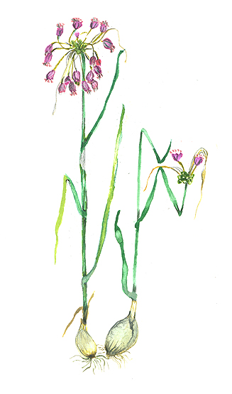 File:Allium carinatum.jpg