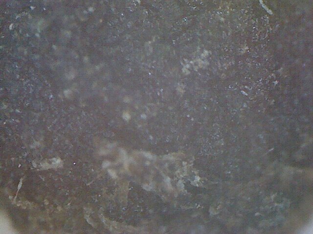 File:Cyclamen purpurescens seme2.jpg