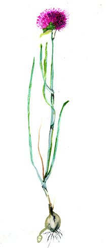 File:Allium sphaeroc.jpg
