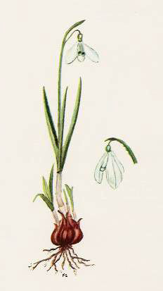 File:Galanthus nivalis.png
