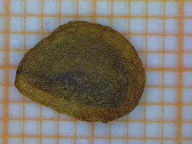 File:Lilium bulbiferum seme 4.jpg