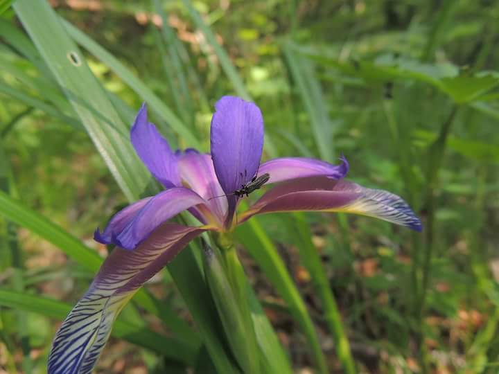 File:Iris graminea.jpg