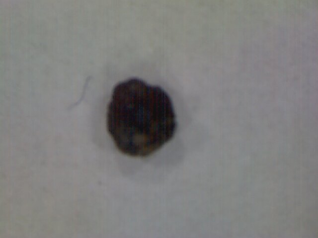File:Cyclamen purpurescens seme 1.jpg