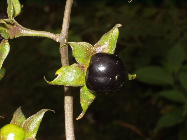 File:Atropa belladonna1.JPG