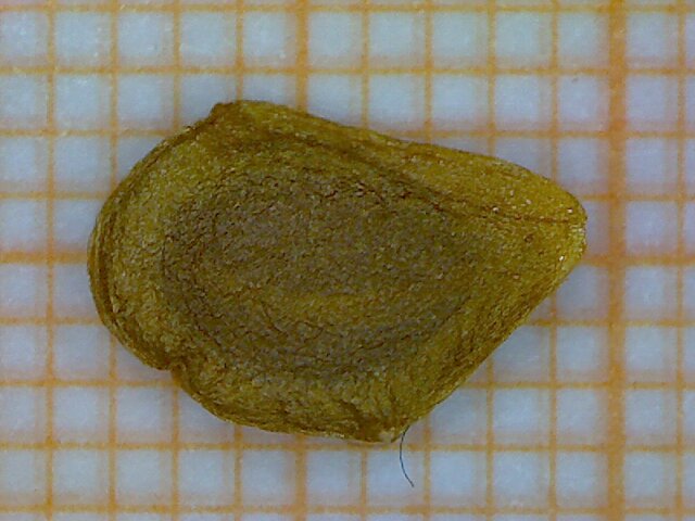 File:Lilium martagon seme 2.jpg