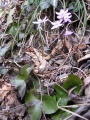 Anemone Hepatica (4).jpg