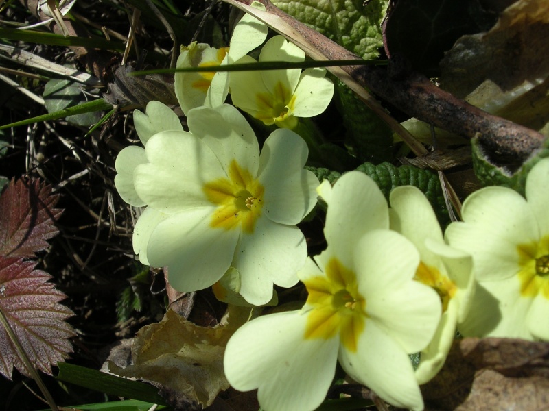 File:Primula vulgaris (2).JPG