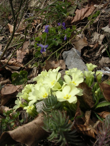 File:Primula vulgaris (13).jpg