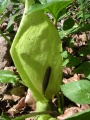 Arum maculatum (1).jpg