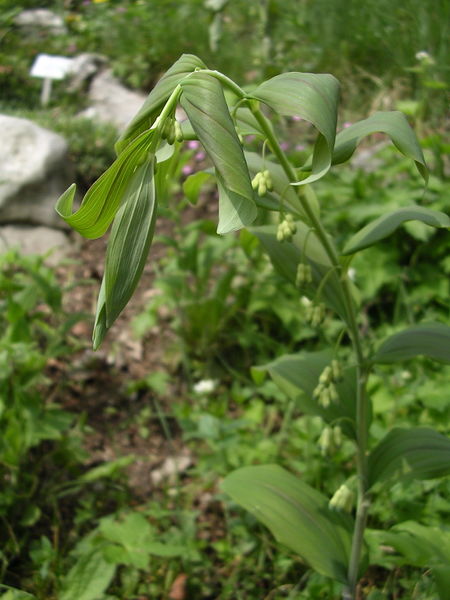 File:Polygonatum Grandiflora.jpg