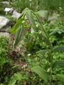 Polygonatum Grandiflora.jpg