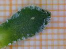 Saxifraga crustata foglia 4.jpg
