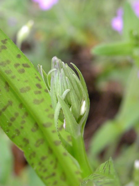 File:Orchis maculata (1).jpg