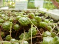 Il Sempervivum arachnoideum nella nostra serra