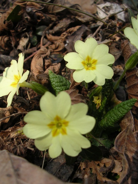File:Primula vulgaris (6).jpg