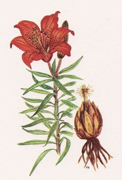 File:Lilium bulbiferum.jpg