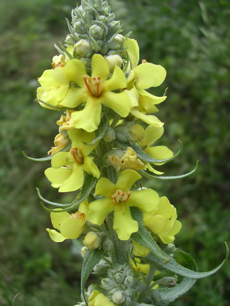 File:Verbascum Taxus.jpg