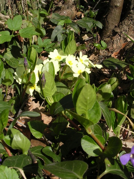 File:Primula vulgaris (9).jpg