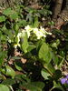 Primula vulgaris (9).jpg