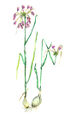 Allium carinatum.jpg