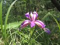 Iris graminea2.jpg