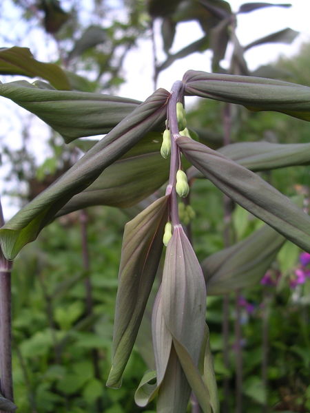 File:Polygonatum Grandiflora (1).jpg