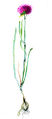 Allium sphaeroc.jpg
