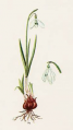 Galanthus nivalis.png