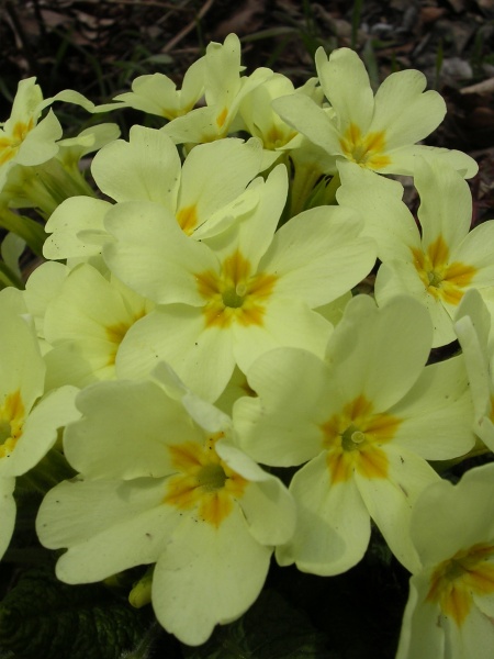 File:Primula vulgaris (15).jpg