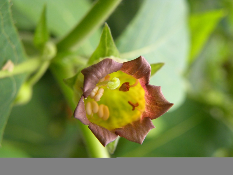 File:Atropa belladonna (5).JPG
