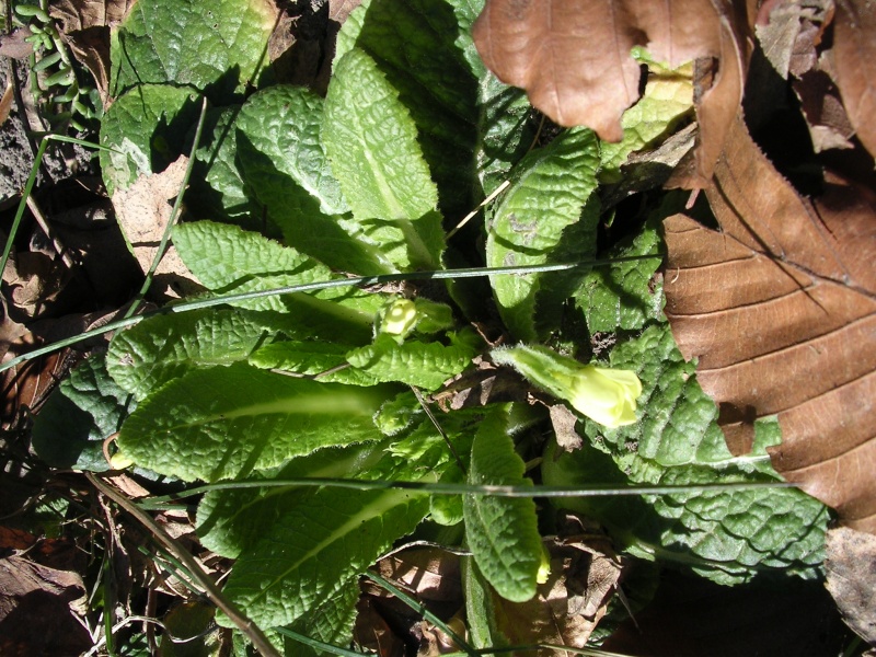 File:Primula vulgaris (12).JPG