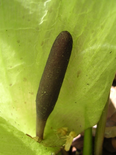 File:Arum maculatum (2).jpg