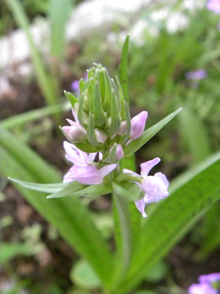 File:Orchis maculata (2).jpg