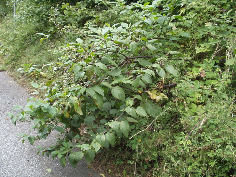 File:Atropa belladonna.JPG