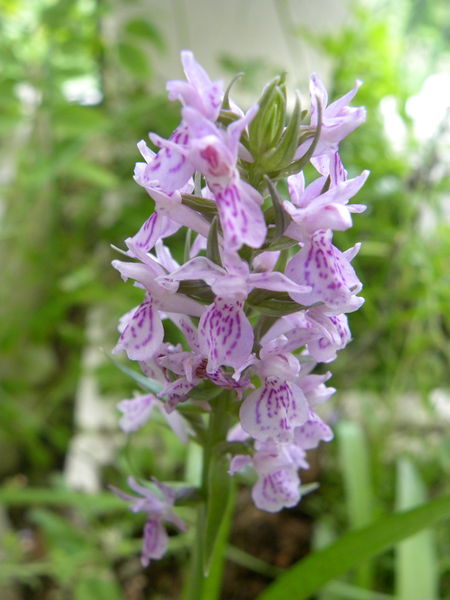 File:Orchis maculata.jpg