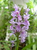 Orchis maculata.jpg