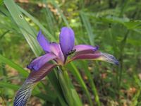Iris graminea.jpg